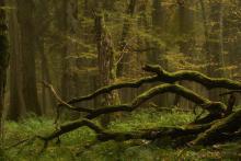 Obszary o szczególnych walorach ochronnych HCV oraz powierzchnie referencyjne